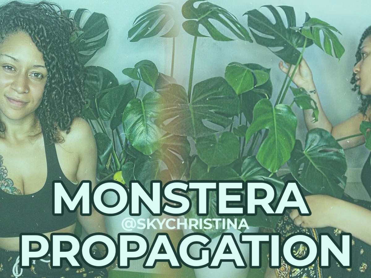 How to get more PLANTS for&nbsp;FREE!