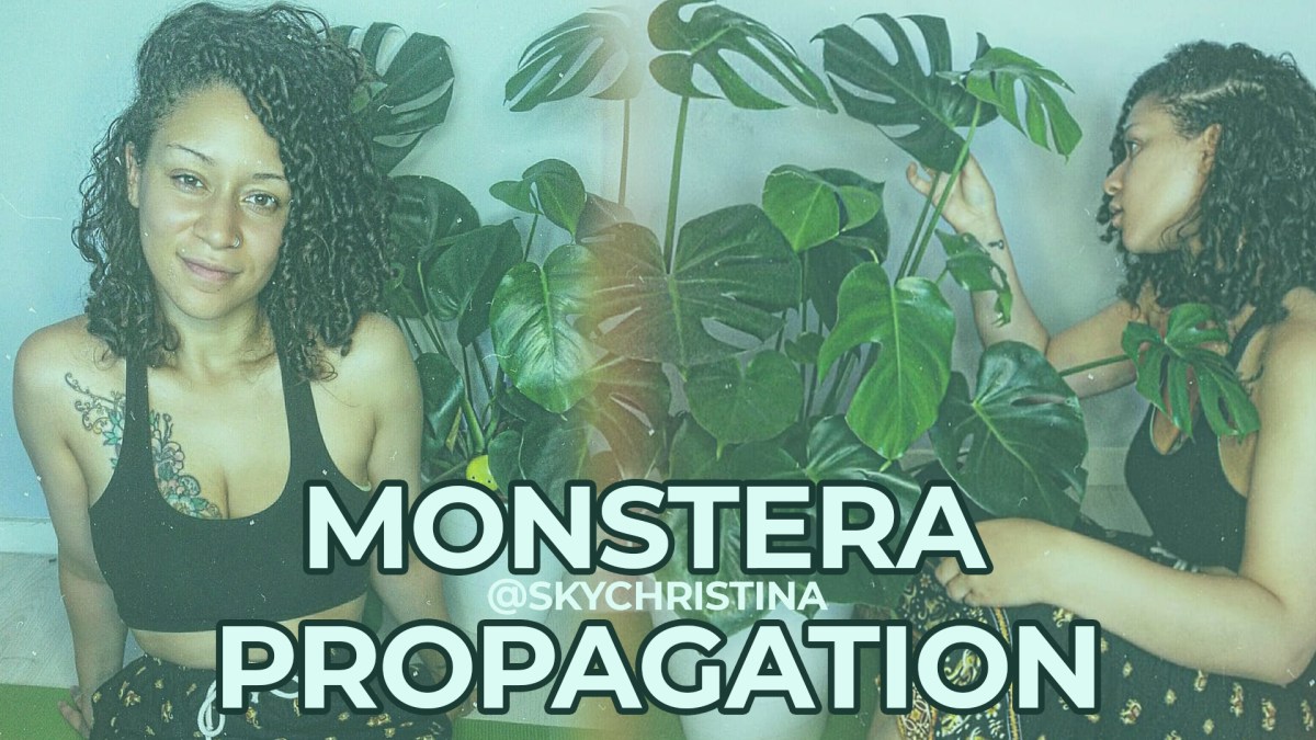 How to get more PLANTS for&nbsp;FREE!